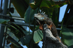 Legun zelen (Iguana iguana)