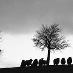 ovce samotářka, koza společnice