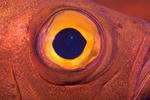 Fish-eye