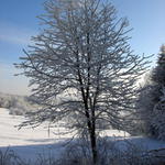 Zimn strom