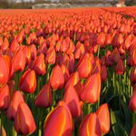 Tulipnov pole v Holandsku