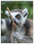 lemur a klack
