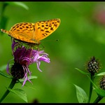 Motýlí nektar