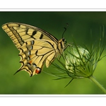 Vidlochvost feniklov ( Papilio machaon L.) III