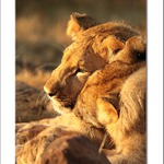 Lions love ....