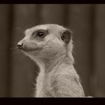 Portrt surikaty
