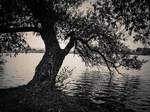 Star strom u vody