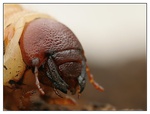 larva snad chrousta