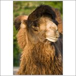 Velbloud dvouhrb-draba-Came lus bactrianus/Camelus ferus