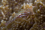 Orange-spotted pipefish