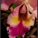 Jej Velienstvo Orchidei