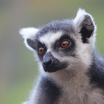 Lemur Kata
