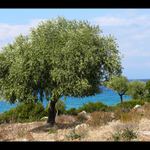 Řecká zátiší-olivovník