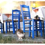 Řecká zátiší-kočka
