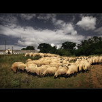 Hontianske ovce;)