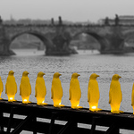 pinguins at Prague