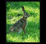 Zajac polny