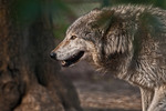 Vlk obecn - Canis lupus
