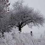 zimny strom