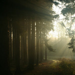 lesní ráno