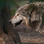 Vlk obecn - Canis lupus