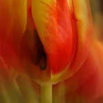 v tulipnu