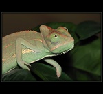 chameleon jemensk