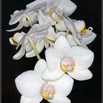 Hrozen orchidej