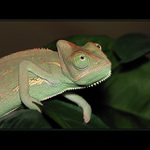 chameleon jemensk