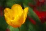 Tulipny