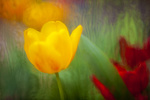 Tulipny II