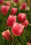 Tulipn2