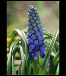 ...Hyacint vchodn - Hyacinthus orientalis...