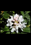 Rododendron kvt
