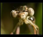 Hmyz okulry