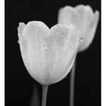 Tulipny 2