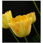 Tulipny 3