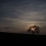 Temn strom