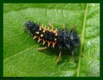 larva beruky