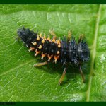 larva beruky