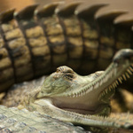 Krokodýl I.