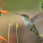 ..: colibr :..