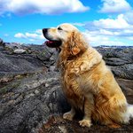 Dog over Fjord