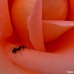Mravenec na pouti