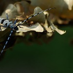 Bratranec Ferda mravca