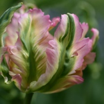 strapaty tulipan
