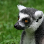 Lemur - ZOO Zlin