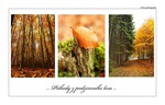 ... Phody z podzimnho lesa ...
