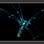 UV  spider