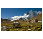 Himaljsk pastvina